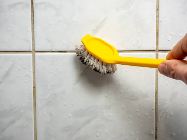 Best Mold Removal Process  in Beech Grove, IN