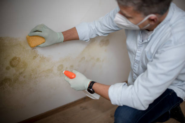 Mold Removal Process in Beech Grove, IN