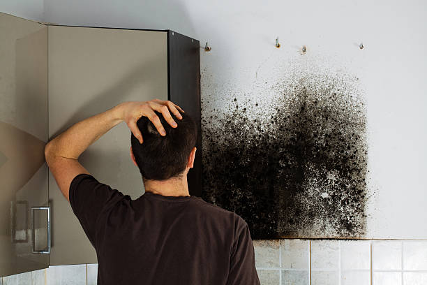 Best Attic Mold Removal  in Beech Grove, IN
