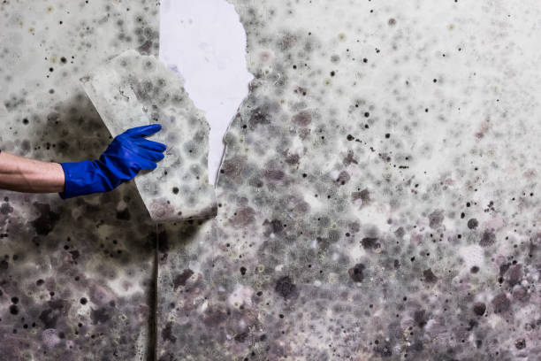 Mold Removal and Inspection in Beech Grove, IN
